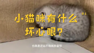 小猫咪坏心眼可多着呢